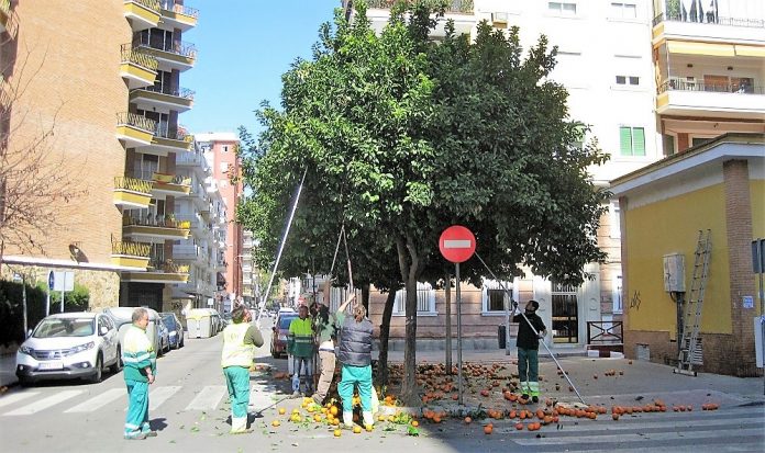 Recolección en una calle cualquiera de Sevilla. PROPRONEWS