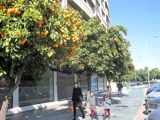 Toda Sevilla está llena de naranjos. PROPRONEWS