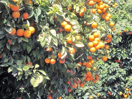 La abundancia del fruto es abrumadora. PROPRONEWS