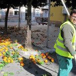 A por otro árbol. PROPRONEWS