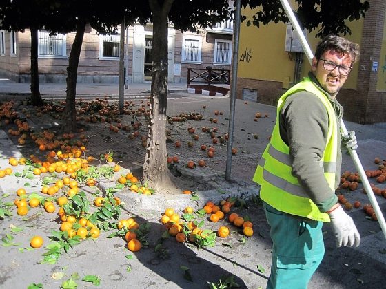 A por otro árbol. PROPRONEWS