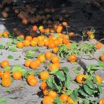 La abundancia y calidad de la naranja amarga urbana de Sevilla es extraordinaria. PROPRONEWS