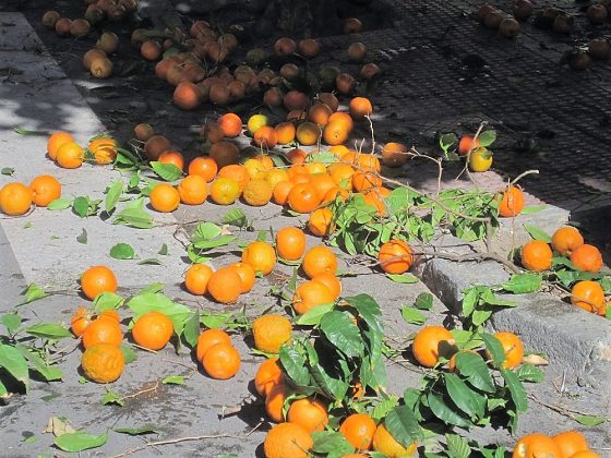 La abundancia y calidad de la naranja amarga urbana de Sevilla es extraordinaria. PROPRONEWS