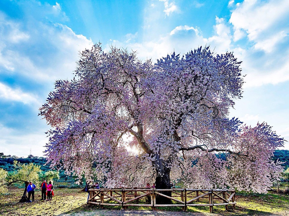 Posiblemente el árbol más hermoso del mundo - ProProNews