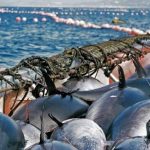 Atunes en la almadraba de Conil de la Frontera. CIT CONIL