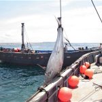 Cogiendo atunes en el copo.