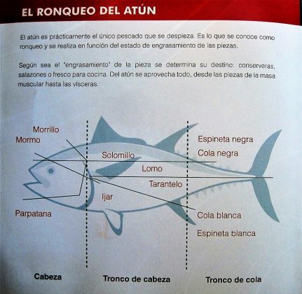 Didáctica del atún.