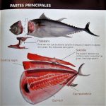 Didáctica del atún.