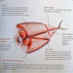 Didáctica del atún.