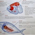 Didáctica del atún.