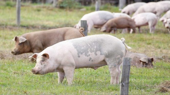 En España hay ya más cerdos que personas. RTVE