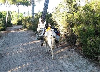 “Más Andalucía así no, Susana, por favor” Andalucía sigue en el furgón de cola de España y de Europa. Las zonas rurales están abandonadas, como muchas ciudades. PROPRONews
