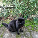 Parque de los monstruos.