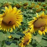 Las semillas, mejor crudas y germinadas. J.M. PAGADOR