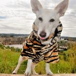 Hola, soy Tony. Vendemos moda y toda clase de productos para mascotas a todo el mundo. PROPRONews