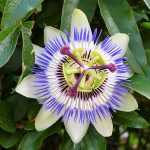 La maravilla de lo pequeño, en los pueblos del mundo de menos de 100 habitantes. PROPRONews