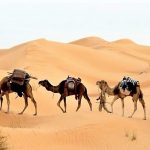 Las caravanas contribuyeron a la expansión de la religión y la lengua.