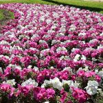 El futuro no será un camino de flores si no lo empezamos a construir ya. PROPRONews