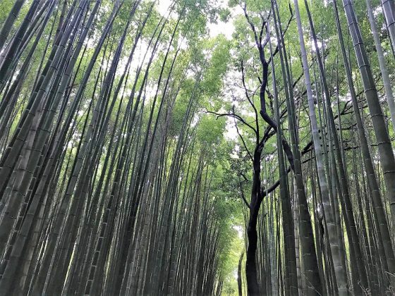 El bosque de bambúes.