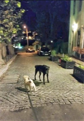 El misterioso perro negro de Sintra se cruzó con nosotros.