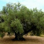 La lección del olivo. Plantar y sembrar no solo para uno mismo. RTVE