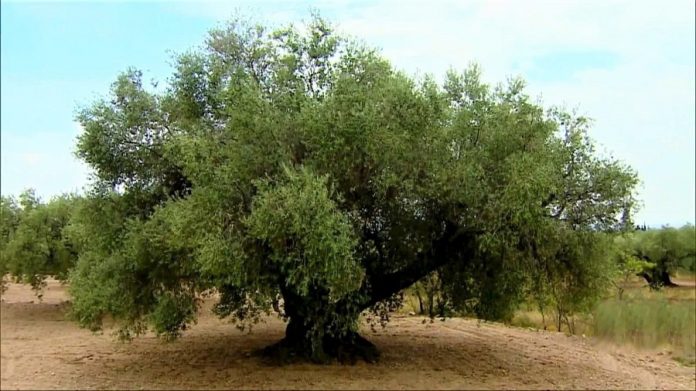 La lección del olivo. Plantar y sembrar no solo para uno mismo. RTVE