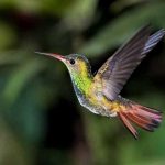 La lección del colibrí. RTVE