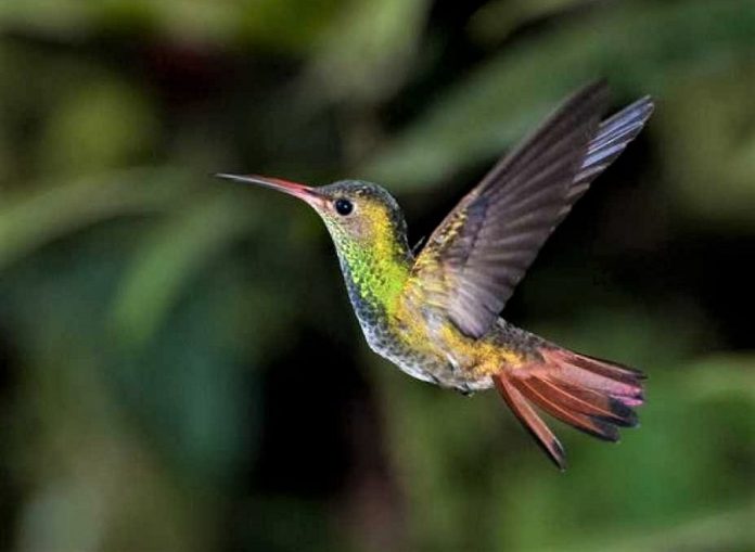 La lección del colibrí. RTVE