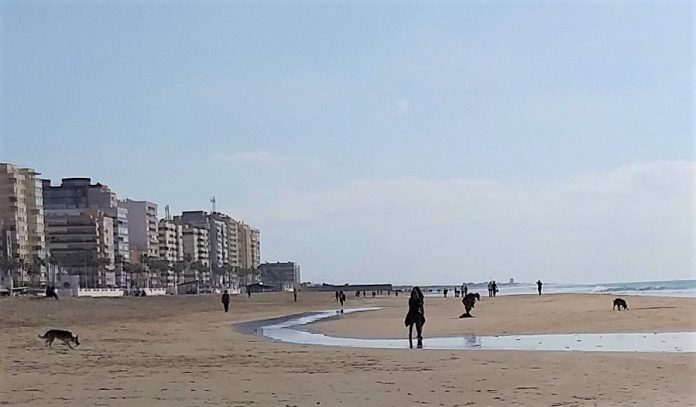 Vista de playa Victoria, con la presencia de numerosos perros. CEDIDA