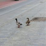 Patos en Asunción. J.M. PAGADOR