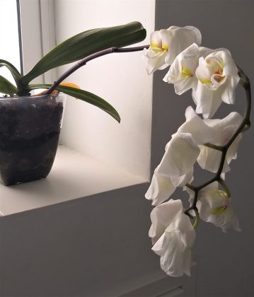 Y han dado incluso flores. J.M. PAGADOR