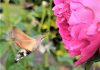 La mariposa colibrí, en plena libación del néctar de la rosa. ÁNGELA URBINA