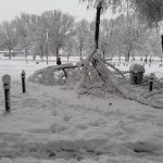 El árbol caído. ADRIÁN PAGADOR SARACHO