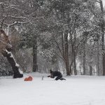 Naturaleza adorada. ADRIÁN PAGADOR SARACHO