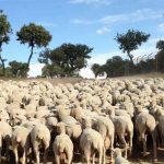 Los seres gregarios se sienten cómodos en el grupo y no van más allá. RTVE