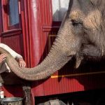 Si le tocamos la trompa con los ojos vendados creeremos que es una manguera. RTVE