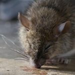 La técnica del matarratas. PHS SERKONTEN