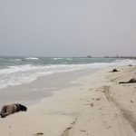 Migrantes muertos en una playa del Mediterráneo. RTVE