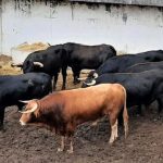 ‘Feminista’, entre sus hermanos y el primo manso. LNE