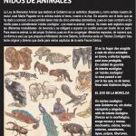 Nidos de animales