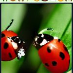 ANIMALOSIS