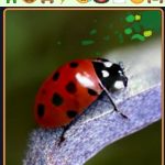 ANIMALOSIS