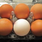 Huevos de la mejor calidad. PROPRONews