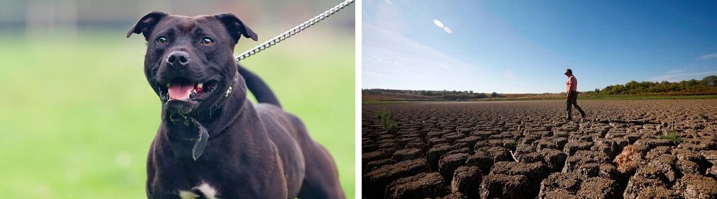 Perros y sequía