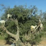 Cabras ramoneando sobre un árbol de argán.