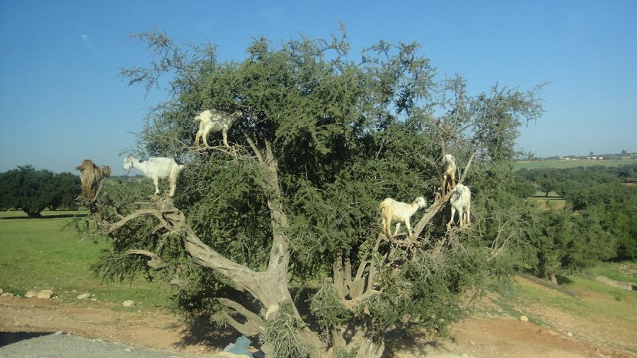 Cabras ramoneando sobre un árbol de argán.