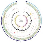 El proceso de la streptomyces coelicolor.