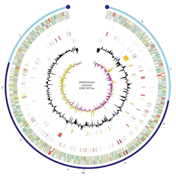 Representación circular del cromosoma de Streptomyces coelicolor. BENTLEY ET AL.