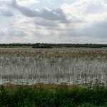 Flamencos en la laguna de La Rianzuela (Sevilla). Antonio Jordán/Imaggeo