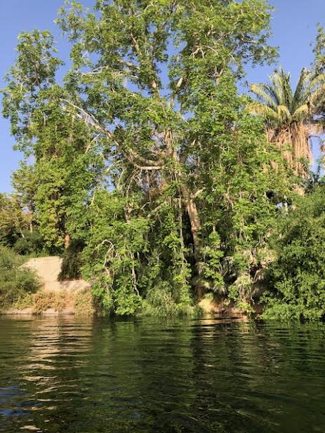 Árbol del sándalo a orillas del Nilo.